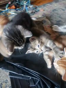 BANGLE/DOMESETIC KITTENS - Photo 4