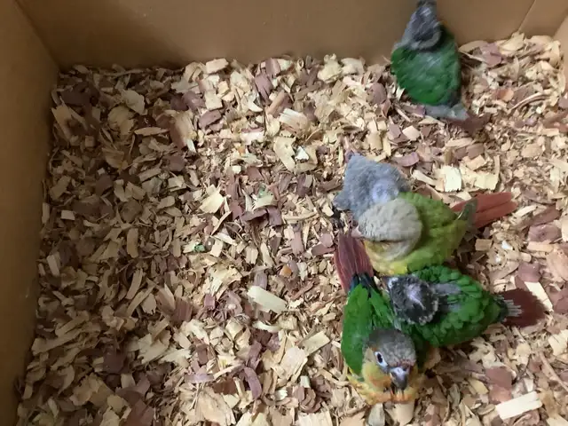conure babies