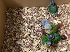 conure babies