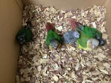 conure babies - Photo 2