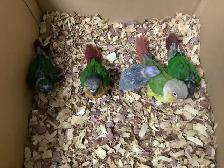 conure babies - Photo 3