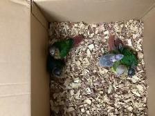 conure babies - Photo 4