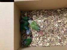 conure babies - Photo 5
