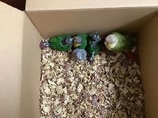 conure babies - Photo 6