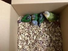 conure babies - Photo 7