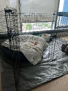Dog pen - medium - Photo 2