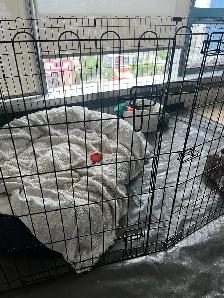 Dog pen - medium - Photo 3