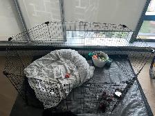 Dog pen - medium - Photo 4