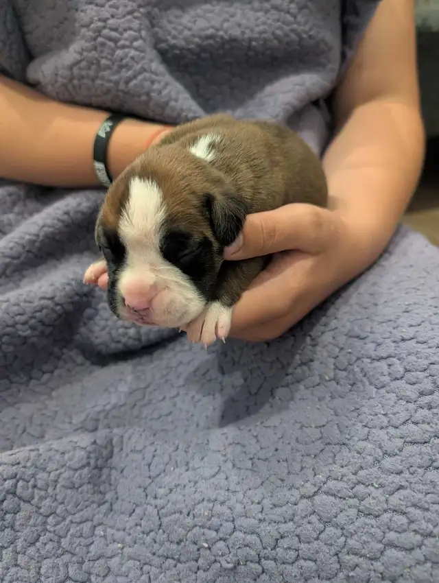 Boxer puppies