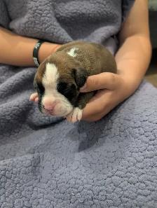 Boxer puppies