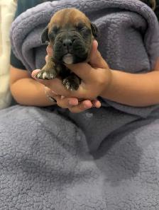 Boxer puppies - Photo 2