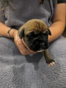 Boxer puppies - Photo 3