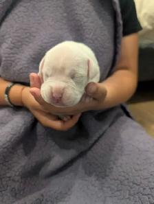 Boxer puppies - Photo 4