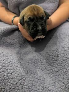 Boxer puppies - Photo 5