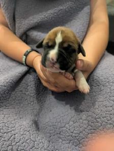 Boxer puppies - Photo 6