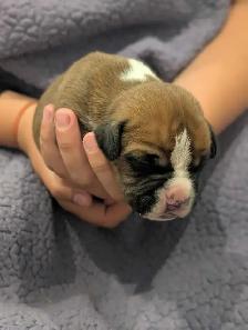 Boxer puppies - Photo 7