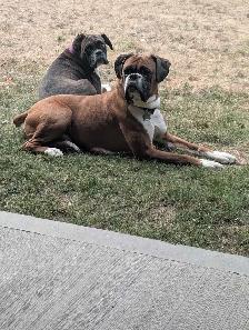 Boxer puppies - Photo 8