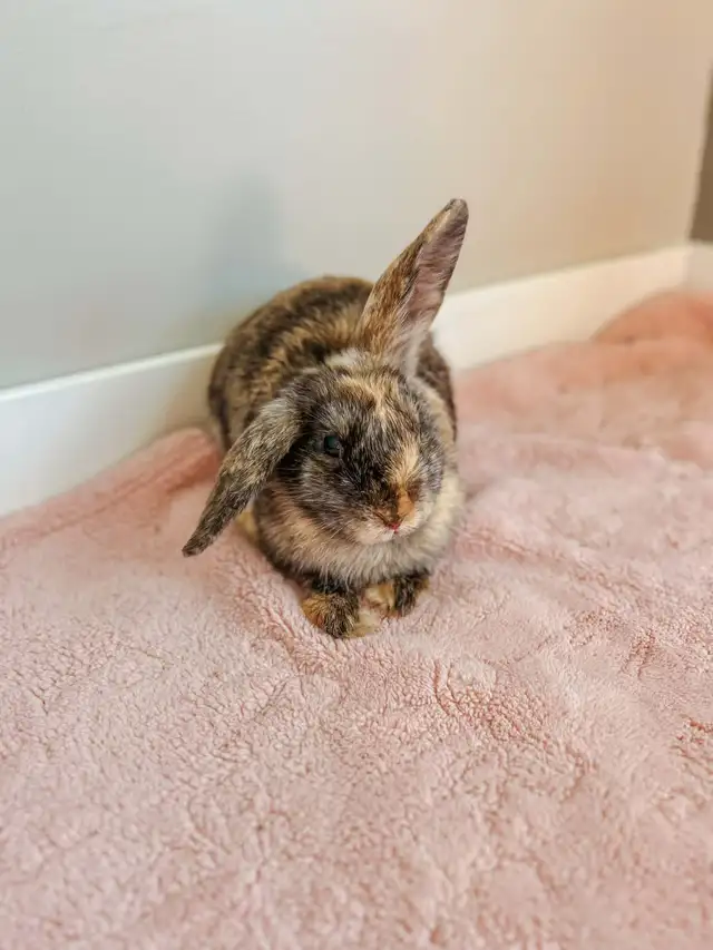 Meet Chickadee!