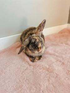 Meet Chickadee!