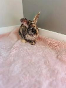 Meet Chickadee! - Photo 2