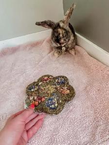Meet Chickadee! - Photo 3