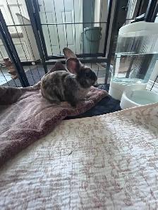 Meet Chickadee! - Photo 5