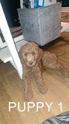 Goldendoodle Puppies - Photo 3