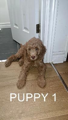 Goldendoodle Puppies - Photo 4