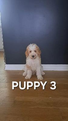 Goldendoodle Puppies - Photo 5