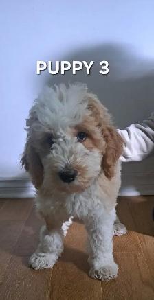 Goldendoodle Puppies - Photo 6