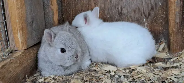 Baby Netherland Dwarf Bunnies