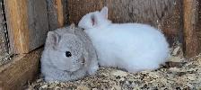 Baby Netherland Dwarf Bunnies