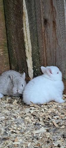 Baby Netherland Dwarf Bunnies - Photo 2