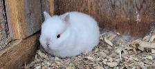 Baby Netherland Dwarf Bunnies - Photo 3