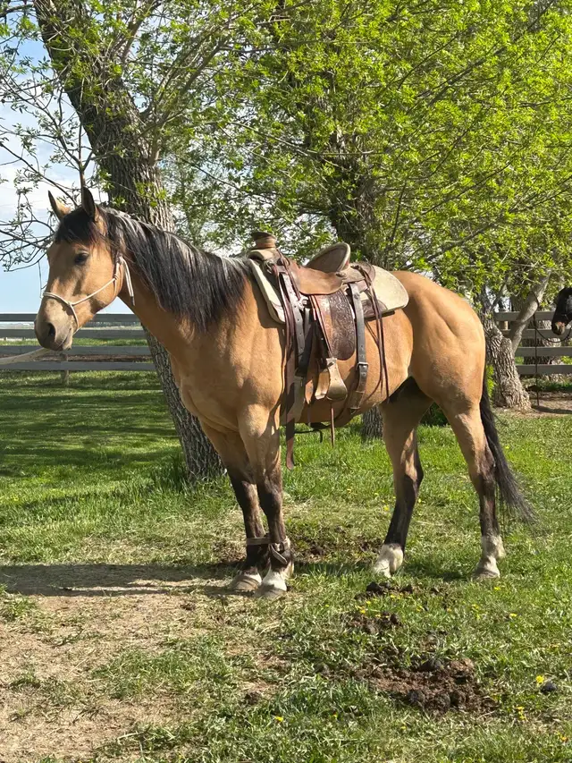 Quarter Horse