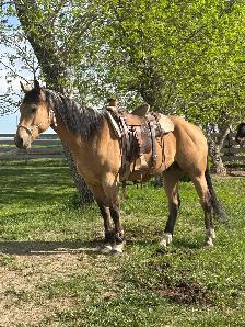 Quarter Horse
