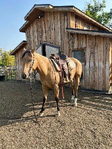 Quarter Horse - Photo 3
