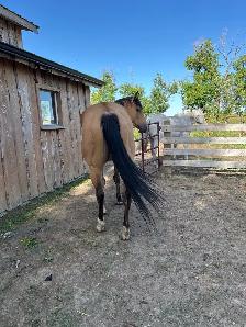 Quarter Horse - Photo 5