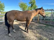 Quarter Horse - Photo 6