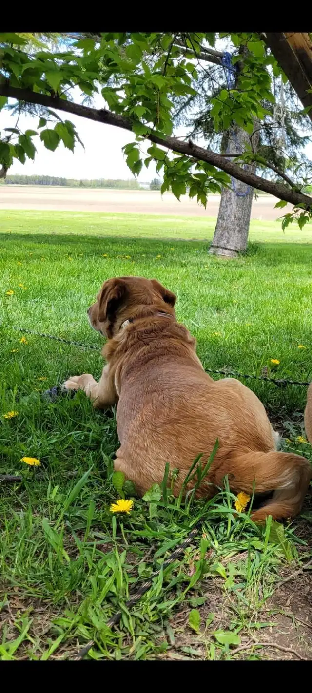 Dog poop pickup yard waste removal services