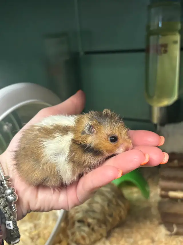 Male Teddy Bear Hamsters