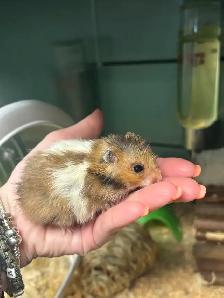 Male Teddy Bear Hamsters