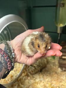 Male Teddy Bear Hamsters - Photo 2