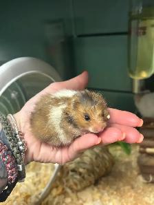 Male Teddy Bear Hamsters - Photo 3