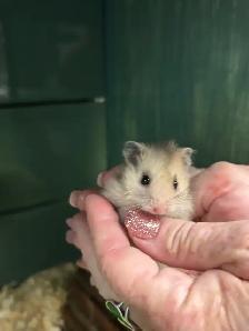 Male Teddy Bear Hamsters - Photo 4