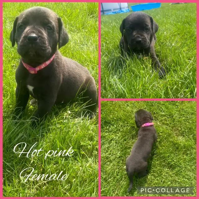 3/4 Cane Corso 1/4 Kangle Ready July 20