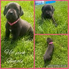 3/4 Cane Corso 1/4 Kangle Ready July 20