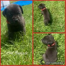 3/4 Cane Corso 1/4 Kangle Ready July 20 - Photo 2
