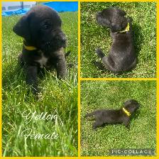 3/4 Cane Corso 1/4 Kangle Ready July 20 - Photo 3