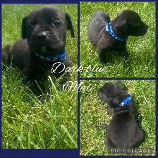 3/4 Cane Corso 1/4 Kangle Ready July 20 - Photo 4